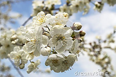 Sour cherry flower Stock Photo