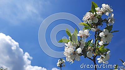 Sour cherry (Prunus cerasus) Stock Photo