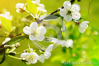 Sour cherry Prunus cerasus tree in blossom. White fresh cherry flowers blooming on a tree branch. Stock Photo