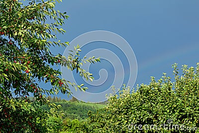 Sour cherry tree and generic vegetation. Rainbow after the rain Stock Photo