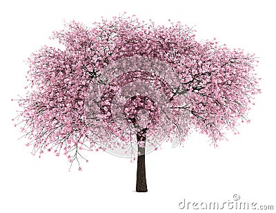 Sour cherry tree isolated on white Stock Photo