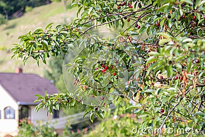 Sour cherry tree Prunus cerasus Stock Photo