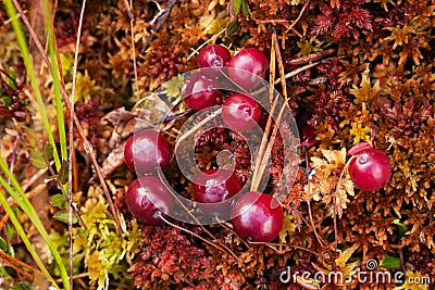 Ripe Wild Cranberries, Oxycoccus palustris, in Estonian bog Stock Photo
