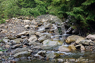 Sources of the mountain river Running on stones in the forest Stock Photo