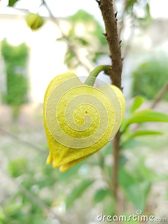 Soursop flower trees grow in the yard with yellowish-green flowers that are so beautiful Stock Photo