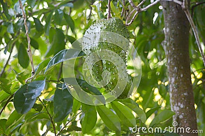 Soursop fruit grows on its tree in Rarotonga Cook Islands Stock Photo