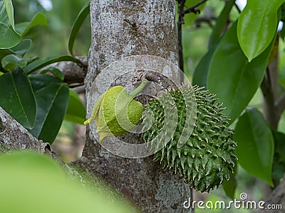 Soursop fruit, Prickly Custard Apple. (Annona muricata L.) Plant for Treatment of carcinoma Stock Photo