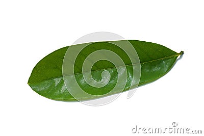 Soursop fruit, Prickly Custard leaves. Plant for Treatment of carcinoma Stock Photo