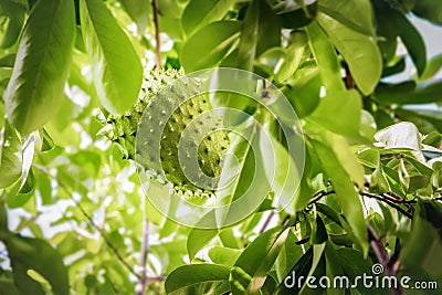 Soursop fruit on the tree whole growing Caribbean Trinidad and Tobago anti-cancer medicinal qualities. Stock Photo