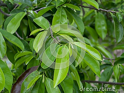 Soursop fruit, Prickly Custard leaves. Plant for Treatment of carcinoma Stock Photo