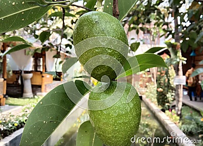 Soursop is miracle fruit Stock Photo