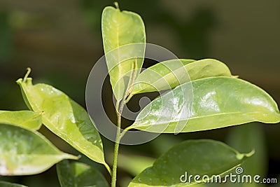 Soursop, Prickly Custard Apple, tree. Stock Photo