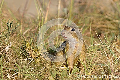 Souslik or European Ground Squirrel (Spermophilus Stock Photo