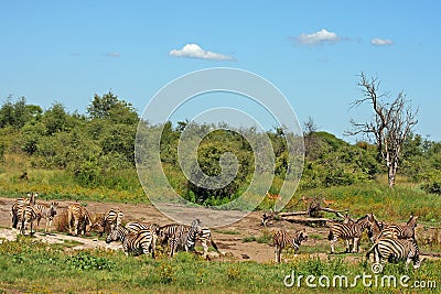 South Africa Bushveld Stock Photo