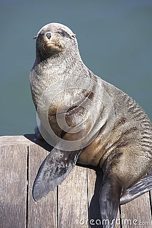 South Africa,Cape Town,seal sitting on pier Stock Photo