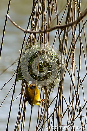 Cape weaver bird Stock Photo