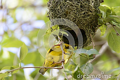 Cape weaver bird Stock Photo