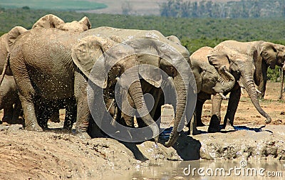South Africa's wildlife Stock Photo