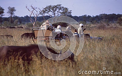 South Africa: Safari through the high Savanna gras looking for wild life Editorial Stock Photo