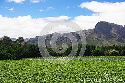 South Africa vineyard valley landscape Stock Photo