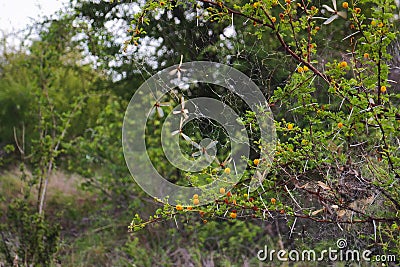 South African Acacia shrub and flying termites at KrÃ¼ger National Park, South Africa Stock Photo