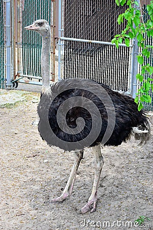South African Black Ostrich Stock Photo