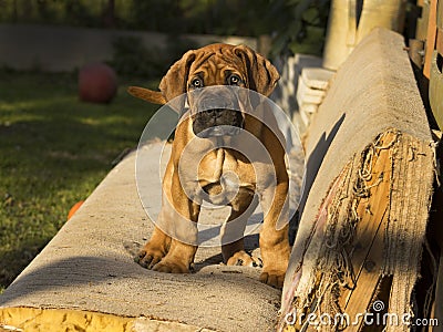 South african Boerboel puppy Stock Photo