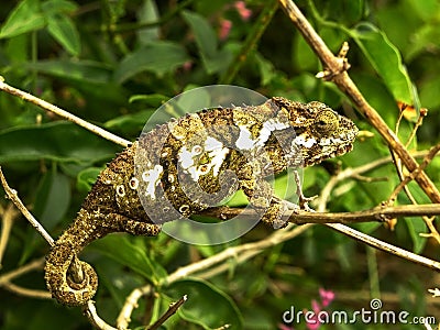 South African Chameleon 1 Stock Photo