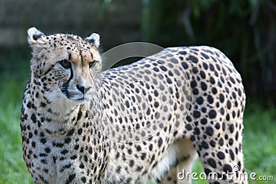 South African cheetah looking away in a grassland Stock Photo