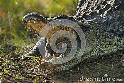 South African crocodile Stock Photo