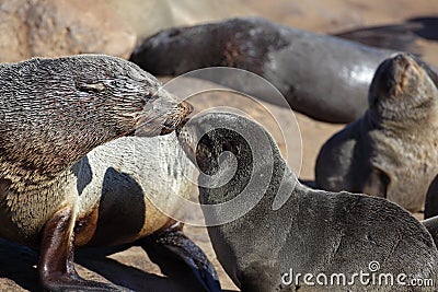 South African fur seal mother greeting pup Stock Photo