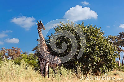 South African giraffe, Africa wildlife safari Stock Photo