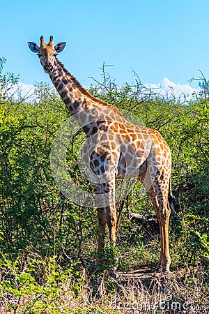 Giraffe Madikwe Stock Photo
