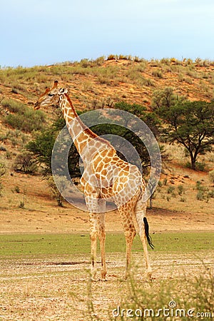 The south african girrafe Giraffa camelopardalis giraffa in the midlle of the dried river. A herd of giraffes in the desert Stock Photo