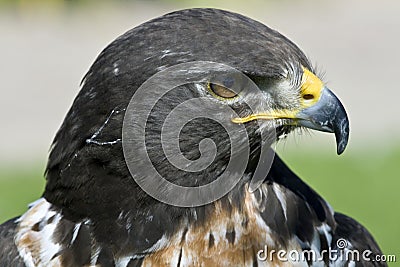 South African jackal buzzard Stock Photo