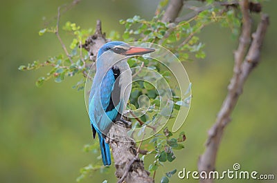 South African Kingfisher Stock Photo