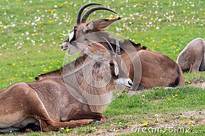 Roan antelope Hippotragus equinus. Detail portrait of antelope, head with big ears and antlers Stock Photo