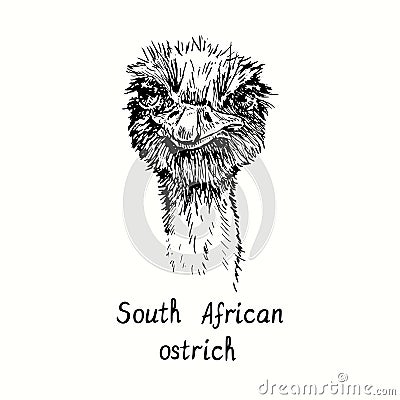 South African ostrich face portrait, front view. Ink black and white doodle drawing in woodcut outline style. Vector Illustration