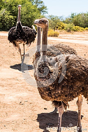 South African Ostriches Struthio camelus Stock Photo