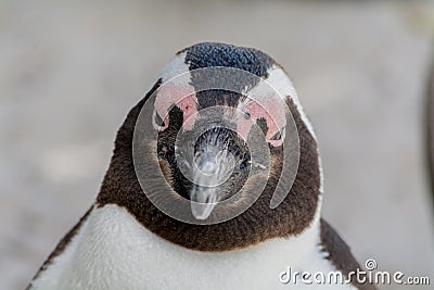 South african Penguin Head close up. Stock Photo