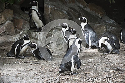 South African Pinguins with a rocky background Stock Photo