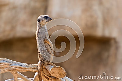 south african suricata suricatta Stock Photo