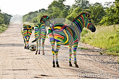 South African Zebras Stock Photo