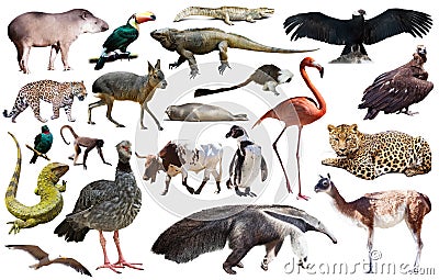 south american animals on white Stock Photo