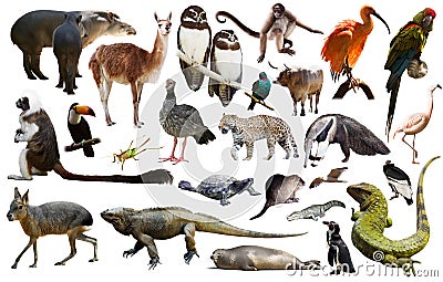 south american animals on white Stock Photo