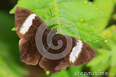 South american brushfoot butterfly - Pedaliodes peucestas Stock Photo