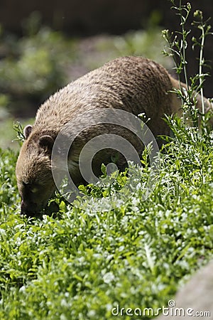 South american coati Stock Photo