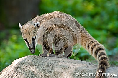 South American Coati Stock Photo