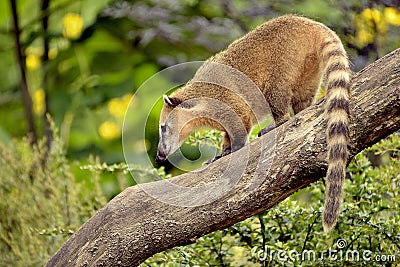 South American Coati on branch Stock Photo