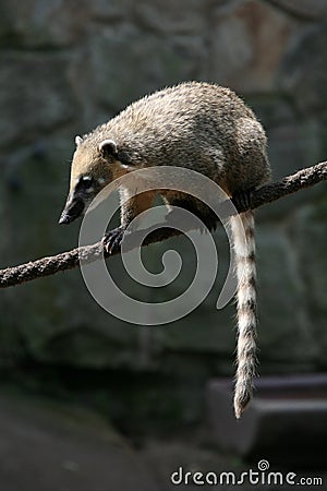 South American coati Stock Photo